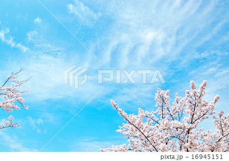 桜 桜 16945151