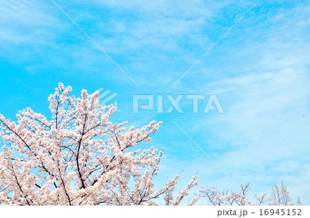 桜 16945152