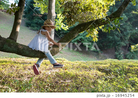 木登りをする女の子 木登りをする女の子 16945254