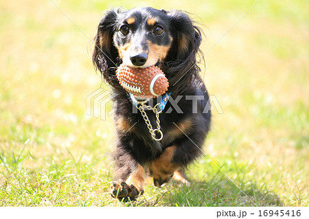 ドッグランでおもちゃをもって走るダックス♪ ドッグランでおもちゃをもって走るダックス♪ 16945416