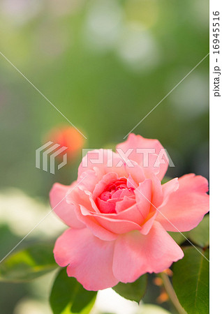 バラ ピンクパンサー の写真素材