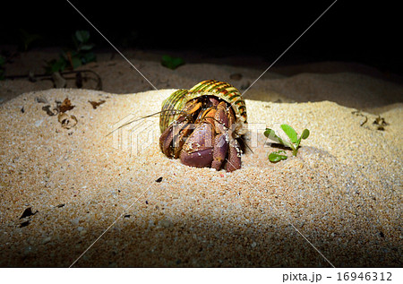 ムラサキオカヤドカリ 16946312