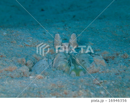 トラフシャコ トラフシャコ 16946356