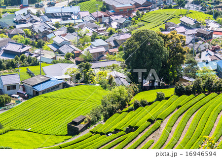静岡県・茶畑の集落 静岡県・茶畑の集落 16946594