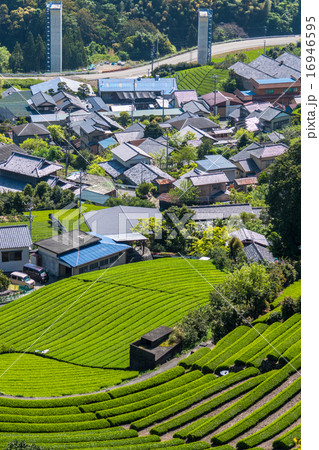 静岡県・茶畑の集落 静岡県・茶畑の集落 16946595
