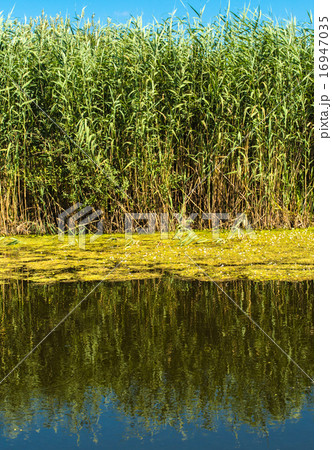 Swamp trees 16947035