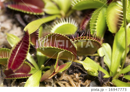 ハエトリソウ ハエトリソウ 16947773