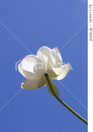 ハスの花 16947778