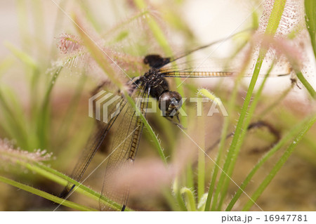 モウセンゴケに捕まったトンボ 16947781