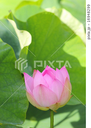 蓮の花 16948299
