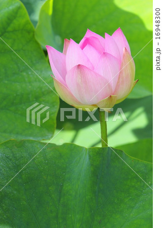 蓮の花 16948300
