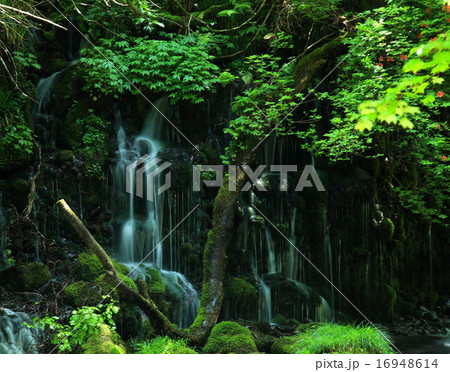 秋田県 夏の元滝不流水 秋田県 夏の元滝不流水 16948614