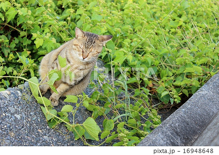 海岸にいた猫 海岸にいた猫 16948648