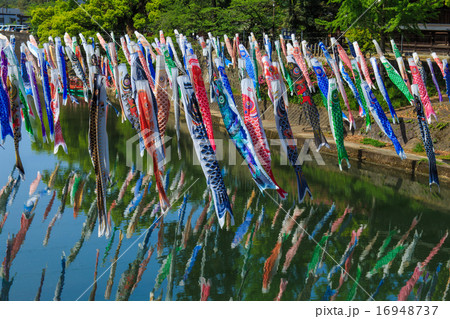 川上峡の鯉のぼり 16948737