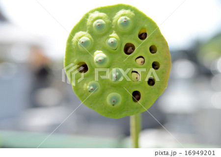 ハスの実 16949201