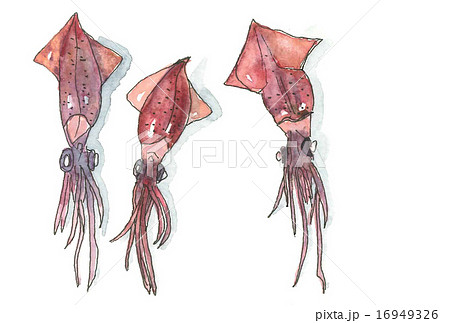 ほたるいかのイラスト素材
