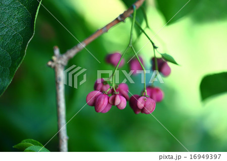 マユミの果実 16949397