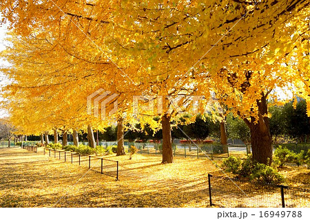 善福寺川緑地の紅葉（12月）東京都杉並区 16949788