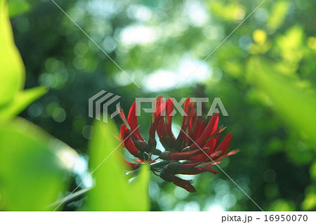 デイゴの花 16950070