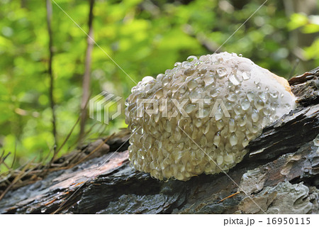 ツガサルノコシカケ 16950115