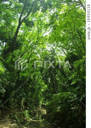 等々力渓谷 16950118