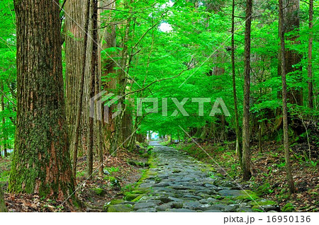 古道 古道 16950136