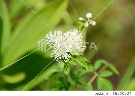 カラマツソウ カラマツソウ 16950224