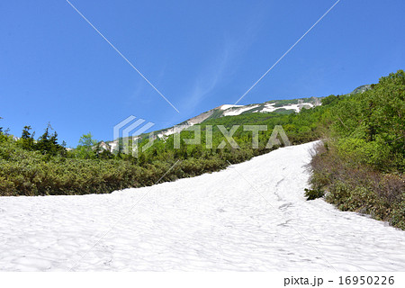 夏の栂池自然園 雪田の雪渓 夏の栂池自然園 雪田の雪渓 16950226