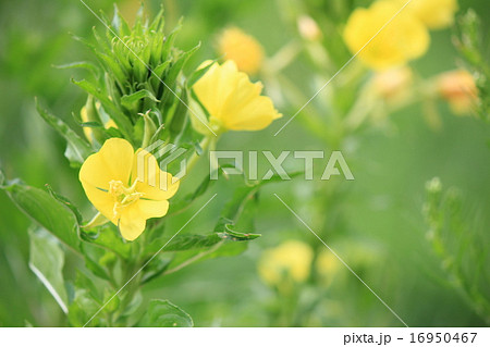 黄色い花 16950467