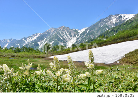夏の展望湿原からの絶景 16950505