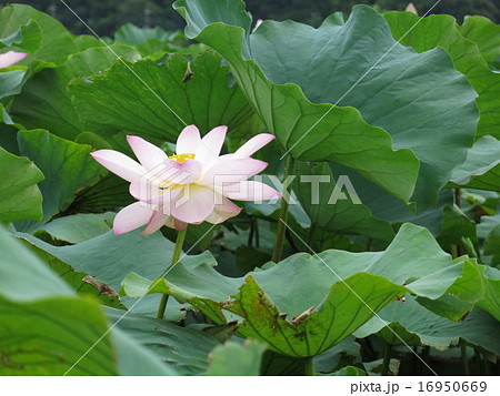 手賀沼ハスまつりで運航される蓮見舟から見た手賀沼ハスの群生地のハスの花 手賀沼ハスまつりで運航される蓮見舟から見た手賀沼ハスの群生地のハスの花 16950669