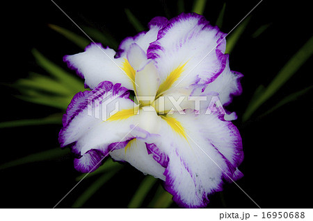 白と紫の花しょうぶ 白と紫の花しょうぶ 16950688