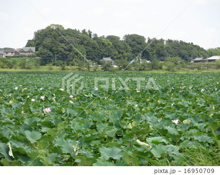 ハスが咲く夏の手賀沼ハスの群生地 16950709