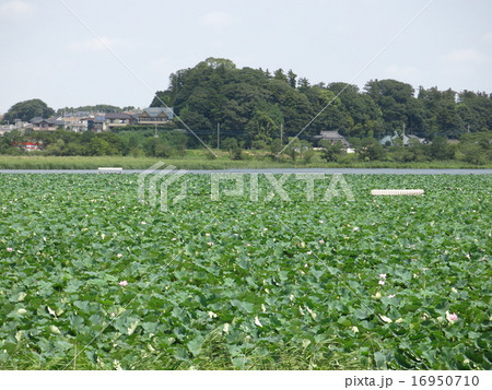 ハスが咲く夏の手賀沼ハスの群生地 16950710