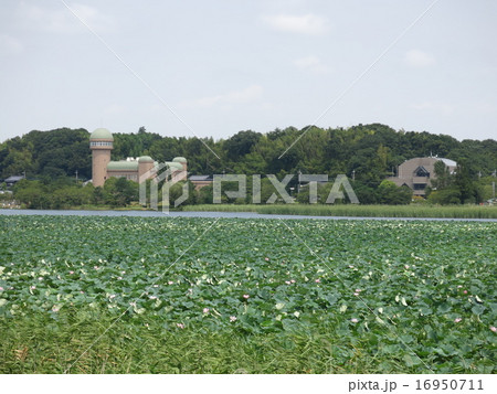 ハスが咲く夏の手賀沼ハスの群生地 ハスが咲く夏の手賀沼ハスの群生地 16950711