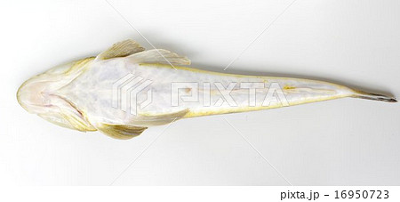 マゴチ(真鯒)腹側 マゴチ(真鯒)腹側 16950723