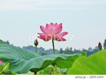 美しいピンク色のハスの花 美しいピンク色のハスの花 16951444