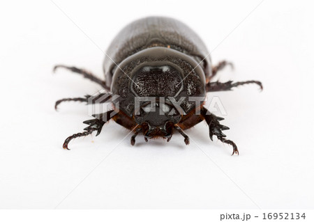 Live dung beetle isolated on white background Live dung beetle isolated on white background 16952134