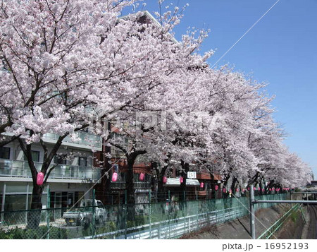桜が咲く山手線沿いの巣鴨桜並木通り 16952193