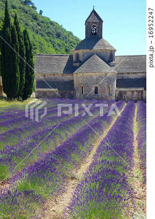 セナンク修道院とラヴェンダー畑　 16952247