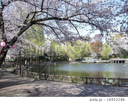 桜が咲く板橋区の見次公園 16952286