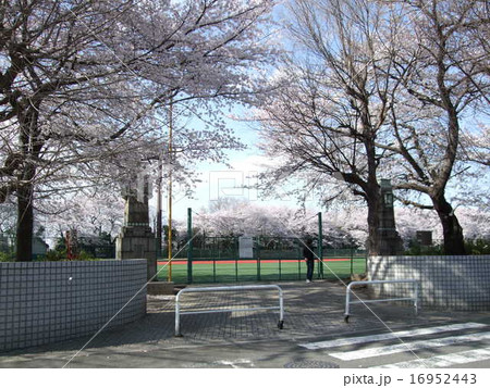 桜が咲く板橋区の小豆沢公園(戸田橋の親柱) 桜が咲く板橋区の小豆沢公園(戸田橋の親柱) 16952443