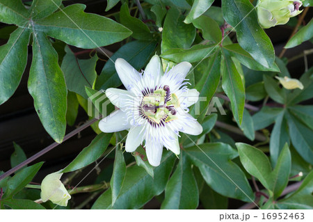 トケイソウ 16952463