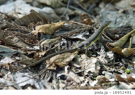カナヘビ 16952491