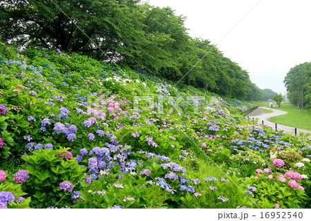 権現堂堤の紫陽花（6月）埼玉県幸手市 16952540