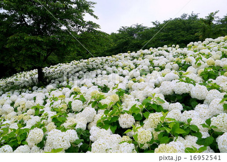権現堂堤の紫陽花（6月）埼玉県幸手市 16952541