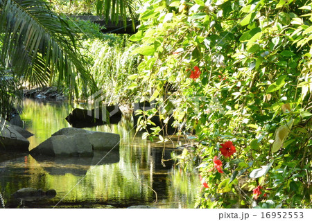 沖縄 静流（大宜味村・ター滝周辺） 16952553