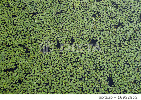 十二町潟水郷公園 ヒシ 十二町潟水郷公園 ヒシ 16952855