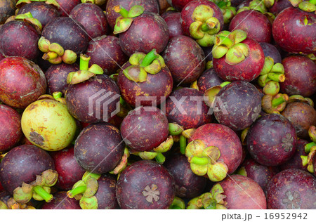 Fresh organic mangosteen fruits at the market Fresh organic mangosteen fruits at the market 16952942