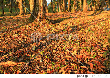 晩秋の鳴子郷 晩秋の鳴子郷 16953028